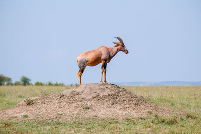 A topi stands on a termite mound in the maasai mara