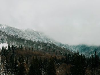 Pine trees in forest against sky during winter