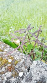 Close-up of succulent plant on rock