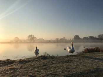 Seagulls on a lake