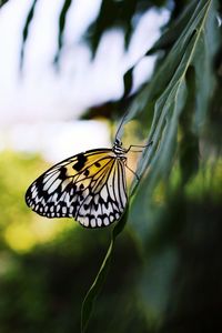 Close-up of butterfly on plant