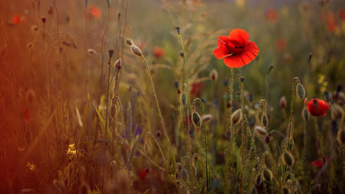 Close-up of red poppy flowers on field