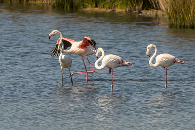 Flamingos standing in lake