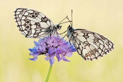 Close-up of butterfly on flower