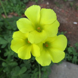 Close-up of yellow flower