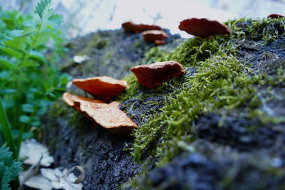 Close-up of mushrooms growing on rock