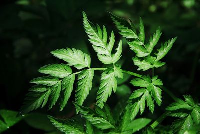 Close-up of plant growing outdoors