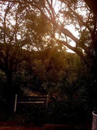 Trees in forest against sky