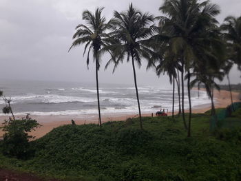 Palm trees on beach against sky