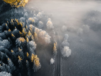 Aerial foggy nature landscape. asphalt road trough the frosty forest.scenic winter background.