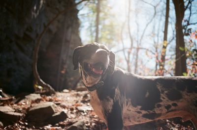 Close-up portrait of dog