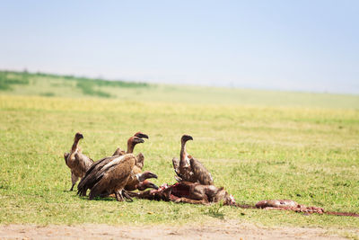 Flock of birds on grassy field