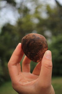 Cropped hand holding apple