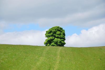 Plant growing on field against sky