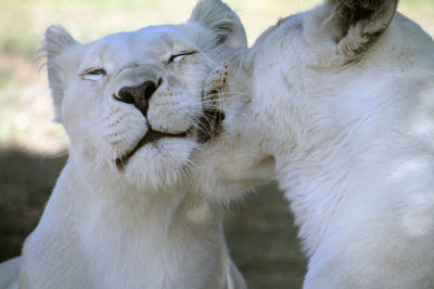 Two young lions in the sun being affectionate with each other