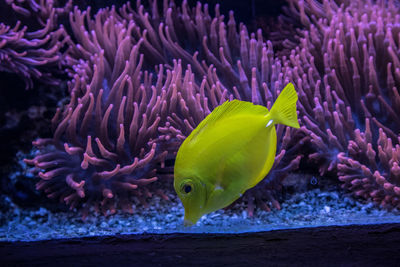 Close-up of fish swimming in sea