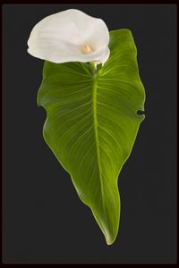 Close-up of white flower