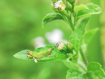 Close-up of insect on plant