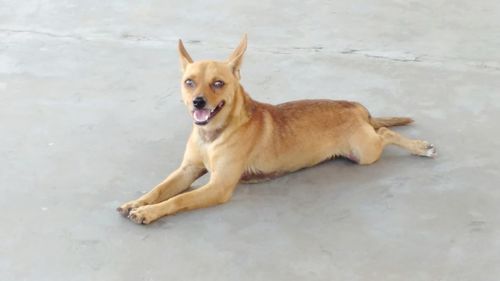 Portrait of dog lying on floor