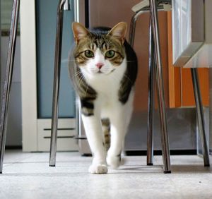 Portrait of cat sitting on chair