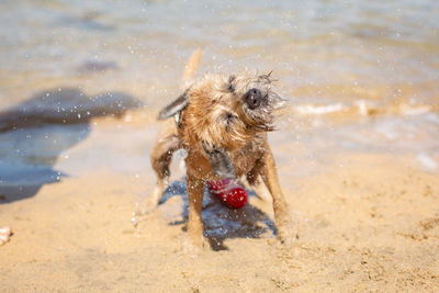 Dog running on beach