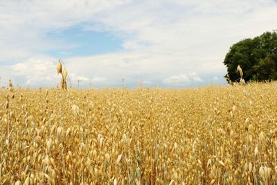 Scenic view of wheat field against sky