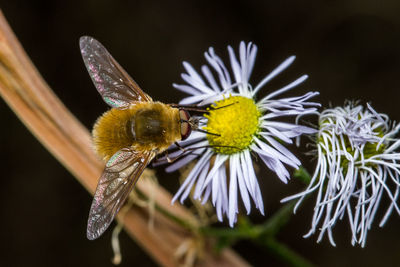 Close-up of bee perching on yellow flower