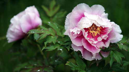 Close-up of wet pink rose flower