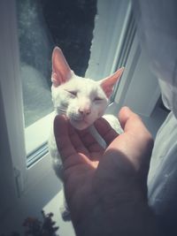 Close-up of hand holding cat