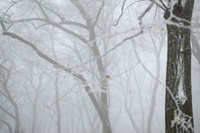 Bare tree tops covered with frost and snow on a misty day