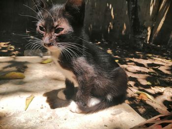 Portrait of a cat looking away