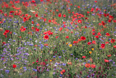 Poppies in a field