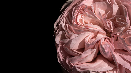 Close-up of rose against black background