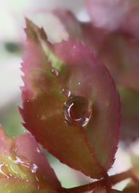 Close-up of water drops on pink flower