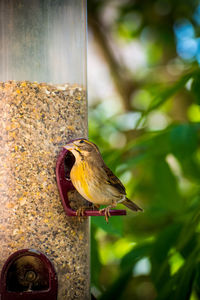 Close-up of bird perching on a feeder