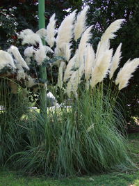 Close-up of white flowers on grass