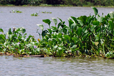 Scenic view of lake by plants