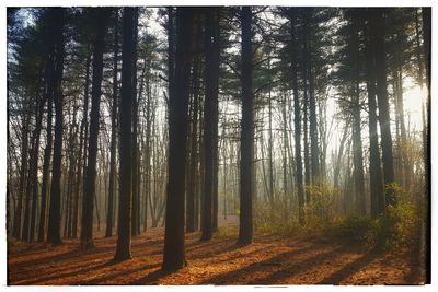 Trees in forest