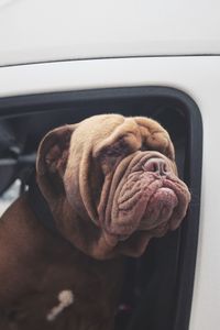 Close-up of bulldog in car