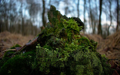 Close-up of moss growing on tree trunk