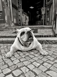 Close-up portrait of dog