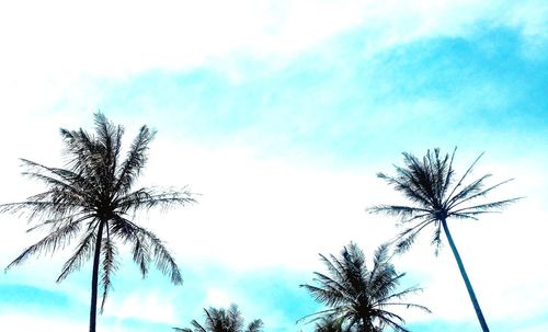 Low angle view of palm trees against sky