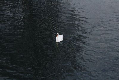 Swimming pool in lake
