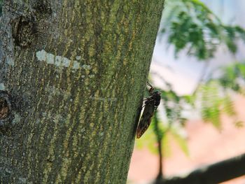 Close-up of insect on tree trunk