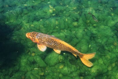 Fish swimming in sea