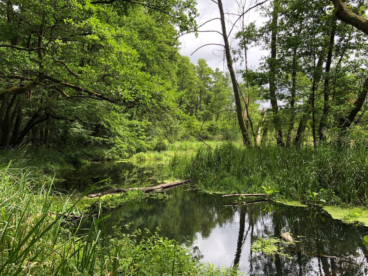 tree, plant, water, tranquility, beauty in nature, green color, forest, tranquil scene, growth, scenics - nature, nature, land, reflection, no people, day, river, non-urban scene, idyllic, outdoors, flowing, flowing water