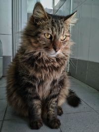 Portrait of tabby cat on tiled floor