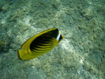 Close-up of fish swimming in sea
