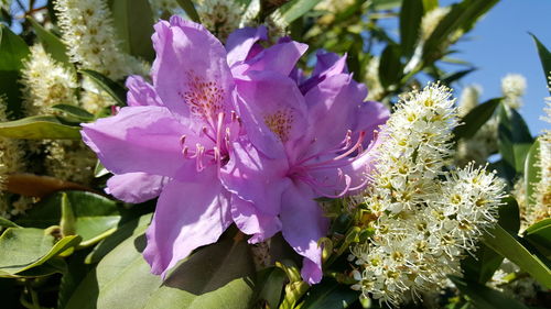 Close-up of purple flowers