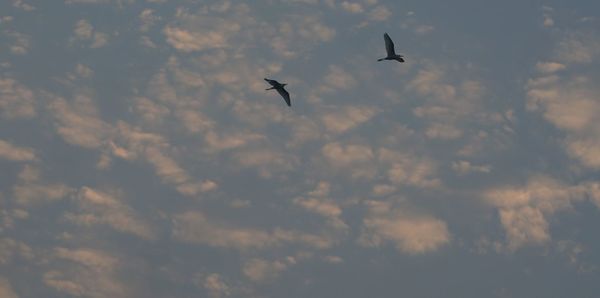 Low angle view of birds flying in sky